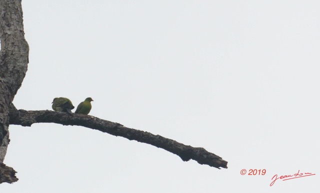 011 ENTOMO 03 Nyonie la Foret Oiseau 036 Aves Colombiformes Columbidae Colombar a Front Nu Treron calvus 19E5K3IMG_190824152352_DxOwtmk 150k.jpg