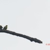 011 ENTOMO 03 Nyonie la Foret Oiseau 036 Aves Colombiformes Columbidae Colombar a Front Nu Treron calvus 19E5K3IMG_190824152352_DxOwtmk 150k.jpg