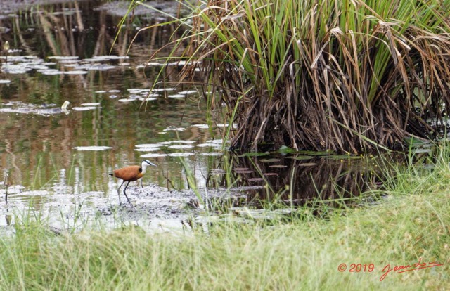 032 ENTOMO 03 Nyonie la Foret Oiseau 052 Aves Charadriiformes Jacanidae Jacana a Poitrine Doree Actophilornis african 19E5K3IMG_190826152610_DxO-1wtmk 150k.jpg