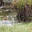 032 ENTOMO 03 Nyonie la Foret Oiseau 052 Aves Charadriiformes Jacanidae Jacana a Poitrine Doree Actophilornis african 19E5K3IMG_190826152610_DxO-1wtmk 150k.jpg