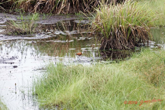 033 ENTOMO 03 Nyonie la Foret Oiseau 052 Aves Charadriiformes Jacanidae Jacana a Poitrine Doree Actophilornis african 19E5K3IMG_190826152610_DxOwtmk 150k.jpg