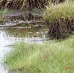 033 ENTOMO 03 Nyonie la Foret Oiseau 052 Aves Charadriiformes Jacanidae Jacana a Poitrine Doree Actophilornis african 19E5K3IMG_190826152610_DxOwtmk 150k.jpg