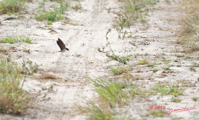 038 ENTOMO 03 Nyonie la Savane Oiseau 055 Aves Passeriformes Hirundinidae Hirondelle a Croupion Gris Pseudhirundo griseopyga 19E5K3IMG_190827152687_DxO-1wtmk 150k.jpg