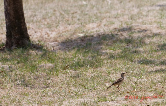 040 ENTOMO 03 Nyonie la Savane Oiseau 060 Aves Passeriformes Motacillidae Pipit a Longues Pattes Anthus pallidiventris 19E5K3IMG_190829153027_DxOwtmk 150k.jpg