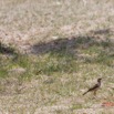 040 ENTOMO 03 Nyonie la Savane Oiseau 060 Aves Passeriformes Motacillidae Pipit a Longues Pattes Anthus pallidiventris 19E5K3IMG_190829153027_DxOwtmk 150k.jpg