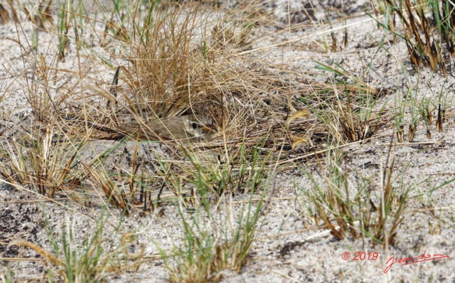 042 ENTOMO 03 Nyonie la Savane Oiseau 060 Aves Passeriformes Motacillidae Pipit a Longues Pattes Anthus pallidiventris Nidification 19E5K3IMG_190829153020_DxO-1wtmk 150k.jpg