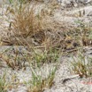 042 ENTOMO 03 Nyonie la Savane Oiseau 060 Aves Passeriformes Motacillidae Pipit a Longues Pattes Anthus pallidiventris Nidification 19E5K3IMG_190829153020_DxO-1wtmk 150k.jpg