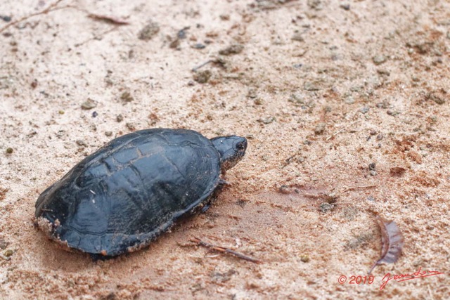 056 ENTOMO 03 Nyonie la Piste Reptilia 050 Testudines Pelomedusidae Tortue Pelusios castaneus 19E80DIMG_190824144064_Nik_DxOwtmk 150k.jpg