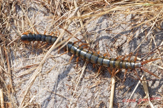 058 ENTOMO 03 Nyonie la Savane Arthropoda 030 Chilopoda Scolopendromorpha Scolopendre Scolopendra sp  19E80DIMG_190828144314_DxOwtmk 150k.jpg