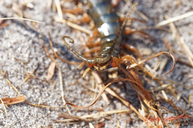 059 ENTOMO 03 Nyonie la Savane Arthropoda 030 Chilopoda Scolopendromorpha Scolopendre Scolopendra sp  19E80DIMG_190828144318_DxOwtmk 150k.jpg