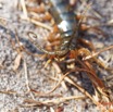 059 ENTOMO 03 Nyonie la Savane Arthropoda 030 Chilopoda Scolopendromorpha Scolopendre Scolopendra sp  19E80DIMG_190828144318_DxOwtmk 150k.jpg