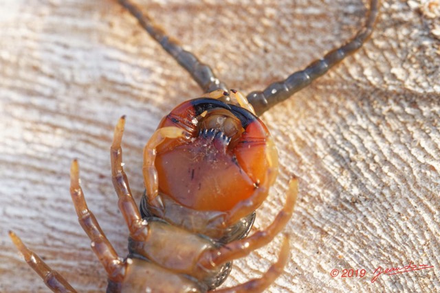 063 ENTOMO 03 Nyonie la Savane Arthropoda 030 Chilopoda Scolopendromorpha Scolopendre Scolopendra sp  19E80DIMG_190828144326_DxOwtmk 150k.jpg