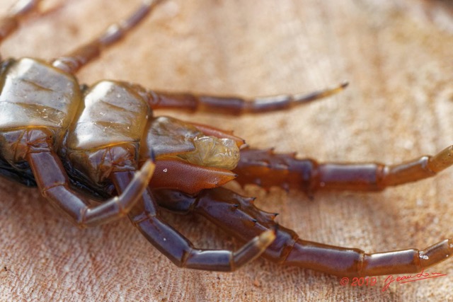 065 ENTOMO 03 Nyonie la Savane Arthropoda 030 Chilopoda Scolopendromorpha Scolopendre Scolopendra sp  19E80DIMG_190828144332_DxOwtmk 150k.jpg