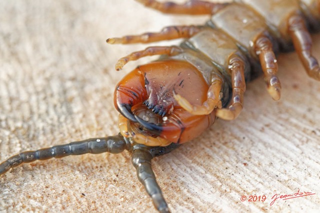 066 ENTOMO 03 Nyonie la Savane Arthropoda 030 Chilopoda Scolopendromorpha Scolopendre Scolopendra sp  19E80DIMG_190828144335_DxOwtmk 150k.jpg