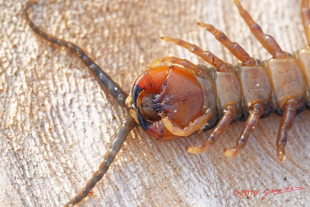 067 ENTOMO 03 Nyonie la Savane Arthropoda 030 Chilopoda Scolopendromorpha Scolopendre Scolopendra sp  19E80DIMG_190828144343_DxOwtmk 150k.jpg