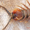 067 ENTOMO 03 Nyonie la Savane Arthropoda 030 Chilopoda Scolopendromorpha Scolopendre Scolopendra sp  19E80DIMG_190828144343_DxOwtmk 150k.jpg