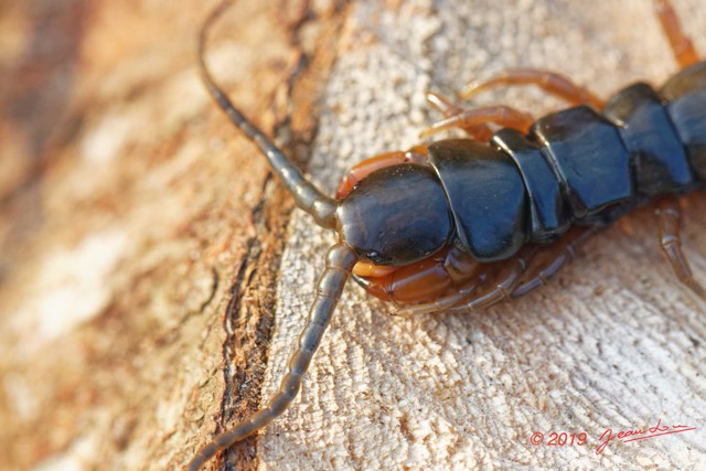 068 ENTOMO 03 Nyonie la Savane Arthropoda 030 Chilopoda Scolopendromorpha Scolopendre Scolopendra sp  19E80DIMG_190828144344_DxOwtmk 150k.jpg