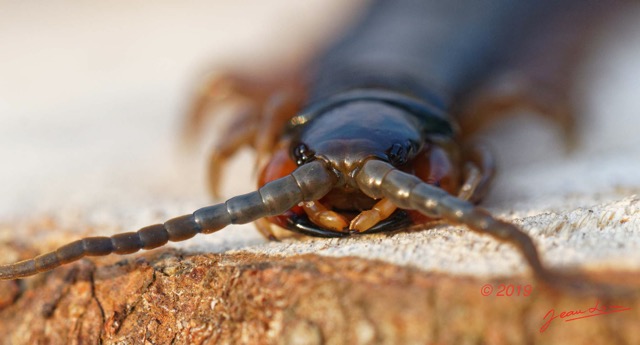 069 ENTOMO 03 Nyonie la Savane Arthropoda 030 Chilopoda Scolopendromorpha Scolopendre Scolopendra sp  19E80DIMG_190828144349_DxOwtmk 150k.jpg