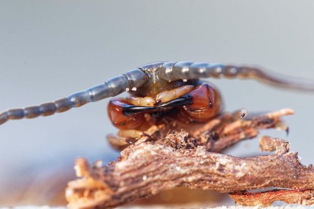 070 ENTOMO 03 Nyonie la Savane Arthropoda 030 Chilopoda Scolopendromorpha Scolopendre Scolopendra sp  19E80DIMG_190828144356_DxOwtmk 150k.jpg