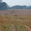 073 ENTOMO 03 Nyonie la Savane Mammalia 026 Artiodactyla Bovidae Bovinae Buffle de Savane Syncerus nanus 19E5K3IMG_190824152271_DxOwtmk 150k.jpg