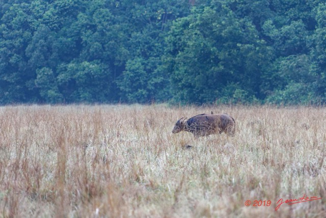 074 ENTOMO 03 Nyonie la Savane Mammalia 026 Artiodactyla Bovidae Bovinae Buffle de Savane Syncerus nanus 19E5K3IMG_190824152278_DxOwtmk 150k.jpg