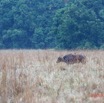 074 ENTOMO 03 Nyonie la Savane Mammalia 026 Artiodactyla Bovidae Bovinae Buffle de Savane Syncerus nanus 19E5K3IMG_190824152278_DxOwtmk 150k.jpg