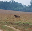 075 ENTOMO 03 Nyonie la Savane Mammalia 026 Artiodactyla Bovidae Bovinae Buffle de Savane Syncerus nanus 19E5K3IMG_190824152283_DxOwtmk 150k.jpg