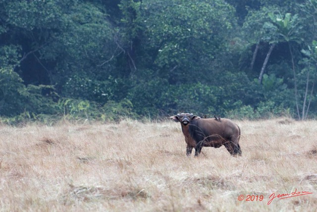 076 ENTOMO 03 Nyonie la Savane Mammalia 026 Artiodactyla Bovidae Bovinae Buffle de Savane Syncerus nanus 19E5K3IMG_190824152292_DxOwtmk 150k.jpg