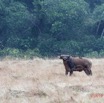 076 ENTOMO 03 Nyonie la Savane Mammalia 026 Artiodactyla Bovidae Bovinae Buffle de Savane Syncerus nanus 19E5K3IMG_190824152292_DxOwtmk 150k.jpg