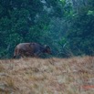 077 ENTOMO 03 Nyonie la Savane Mammalia 026 Artiodactyla Bovidae Bovinae Buffle de Savane Syncerus nanus 19E5K3IMG_190824152297_DxOwtmk 150k.jpg