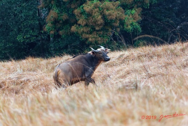 078 ENTOMO 03 Nyonie la Savane Mammalia 026 Artiodactyla Bovidae Bovinae Buffle de Savane Syncerus nanus 19E5K3IMG_190824152300_DxOwtmk 150k.jpg