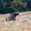 078 ENTOMO 03 Nyonie la Savane Mammalia 026 Artiodactyla Bovidae Bovinae Buffle de Savane Syncerus nanus 19E5K3IMG_190824152300_DxOwtmk 150k.jpg