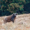 079 ENTOMO 03 Nyonie la Savane Mammalia 026 Artiodactyla Bovidae Bovinae Buffle de Savane Syncerus nanus 19E5K3IMG_190824152302_DxOwtmk 150k.jpg