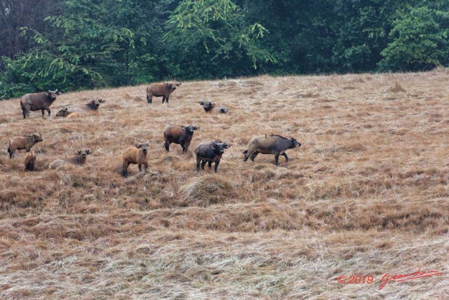 081 ENTOMO 03 Nyonie la Savane Mammalia 026 Artiodactyla Bovidae Bovinae Buffle de Savane Syncerus nanus Troupeau 19E5K3IMG_190824152306_DxOwtmk 150k.jpg