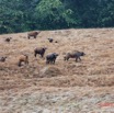 081 ENTOMO 03 Nyonie la Savane Mammalia 026 Artiodactyla Bovidae Bovinae Buffle de Savane Syncerus nanus Troupeau 19E5K3IMG_190824152306_DxOwtmk 150k.jpg