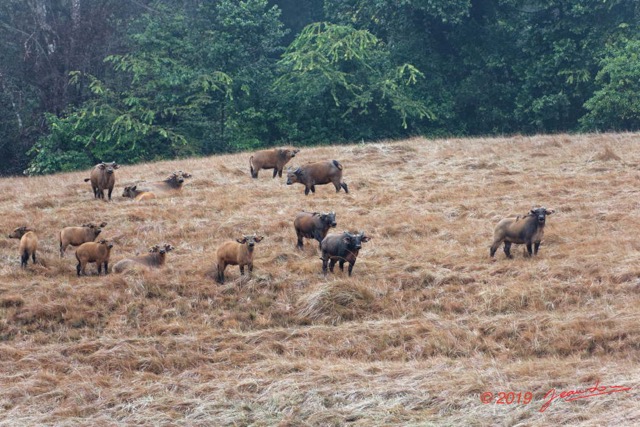 082 ENTOMO 03 Nyonie la Savane Mammalia 026 Artiodactyla Bovidae Bovinae Buffle de Savane Syncerus nanus Troupeau 19E5K3IMG_190824152308_DxOwtmk 150k.jpg