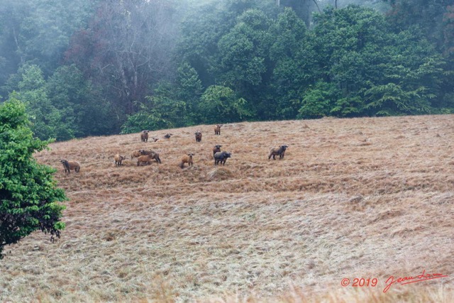 083 ENTOMO 03 Nyonie la Savane Mammalia 026 Artiodactyla Bovidae Bovinae Buffle de Savane Syncerus nanus Troupeau 19E5K3IMG_190824152311_DxOwtmk 150k.jpg