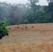 084 ENTOMO 03 Nyonie la Savane Mammalia 026 Artiodactyla Bovidae Bovinae Buffle de Savane Syncerus nanus Troupeau 19E5K3IMG_190824152312_DxOwtmk 150k.jpg