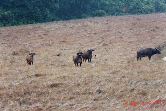 085 ENTOMO 03 Nyonie la Savane Mammalia 026 Artiodactyla Bovidae Bovinae Buffle de Savane Syncerus nanus Troupeau 19E5K3IMG_190824152318_DxOwtmk 150k.jpg