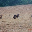 085 ENTOMO 03 Nyonie la Savane Mammalia 026 Artiodactyla Bovidae Bovinae Buffle de Savane Syncerus nanus Troupeau 19E5K3IMG_190824152318_DxOwtmk 150k.jpg