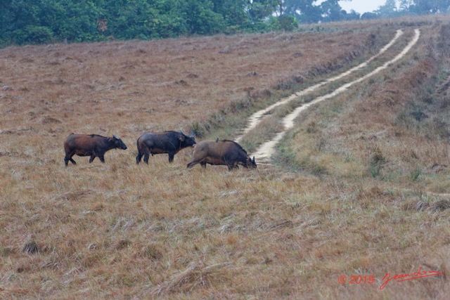 086 ENTOMO 03 Nyonie la Savane Mammalia 026 Artiodactyla Bovidae Bovinae Buffle de Savane Syncerus nanus Troupeau 19E5K3IMG_190824152319_DxOwtmk 150k.jpg