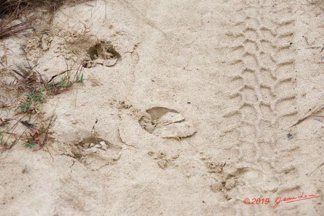 088 ENTOMO 03 Nyonie la Savane Mammalia 026 Artiodactyla Bovidae Buffle de Savane Syncerus nanus Empreinte 018 sur Sable 19E5K3IMG_190824152326_DxOwtmk 150k.jpg