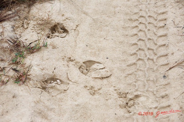 088 ENTOMO 03 Nyonie la Savane Mammalia 026 Artiodactyla Bovidae Buffle de Savane Syncerus nanus Empreinte 018 sur Sable 19E5K3IMG_190824152326_DxOwtmk 150k.jpg