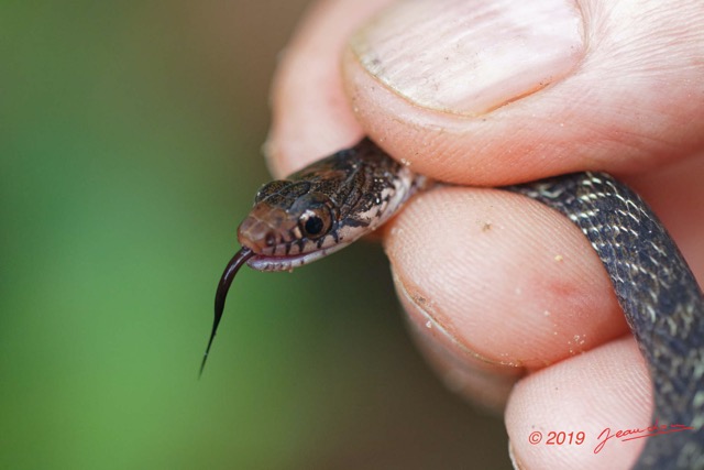 094 ENTOMO 03 Nyonie la Savane Reptilia 052 Squamata Natricidae Couleuvre a Collier Natriciteres fuliginoides 19E80DIMG_190825144101_DxOwtmk 150k.jpg