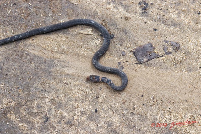 096 ENTOMO 03 Nyonie la Savane Reptilia 052 Squamata Natricidae Couleuvre a Collier Natriciteres fuliginoides 19E80DIMG_190825144109_DxOwtmk 150k.jpg