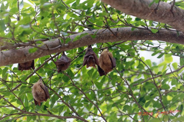 101 ENTOMO 03 Nyonie le Campement Mammalia 027 Chiroptera Pteropodidae Roussette Roussettus aegyptiacus 19E5K3IMG_190824152421_DxOwtmk 150k.jpg