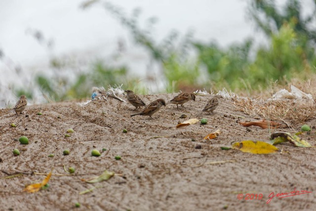 106 ENTOMO 03 Nyonie le Campement Oiseau 032 Aves Passeriformes Passeridae Moineau Domestique Passer Domesticus M & F 19E5K3IMG_190823152206_DxOwtmk 150k.jpg