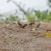 106 ENTOMO 03 Nyonie le Campement Oiseau 032 Aves Passeriformes Passeridae Moineau Domestique Passer Domesticus M & F 19E5K3IMG_190823152206_DxOwtmk 150k.jpg