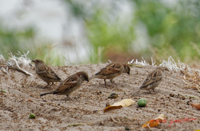 107 ENTOMO 03 Nyonie le Campement Oiseau 032 Aves Passeriformes Passeridae Moineau Domestique Passer Domesticus M & F 19E5K3IMG_190823152206_DxO-1wtmk 150k.jpg