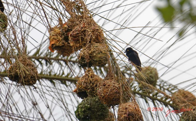 109 ENTOMO 03 Nyonie le Campement Oiseau 033 Aves Passeriformes Ploceidae Tisserin Noir Ploceus nigerrimus M 19E5K3IMG_190823152219_DxOwtmk 150k.jpg